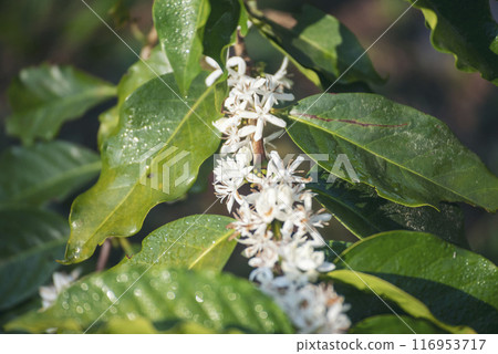 Coffee flower tree green nature white color blossom. White flower on coffee tree Robusta arabica berries on coffee farm garden. Fresh bean berry plantation. Agriculture growth in green organic farm Coffee flower tree green nature white color blossom. White flower on coffee tree Robusta arabica berries on coffee farm garden. Fresh bean berry plantation. Agriculture growth in green organic farm 116953717