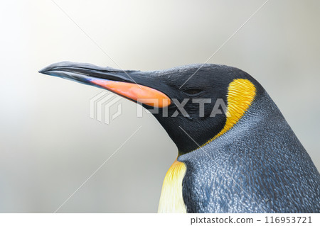 王企鵝 王企鵝 116953721