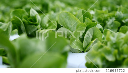 Salad farm vegetable green oak lettuce. Close up fresh organic hydroponic vegetable plantation produce green salad hydroponic cultivate farm. Green oak lettuce salad in green Organic plantation Farm Salad farm vegetable green oak lettuce. Close up fresh organic hydroponic vegetable plantation produce green salad hydroponic cultivate farm. Green oak lettuce salad in green Organic plantation Farm 116953722