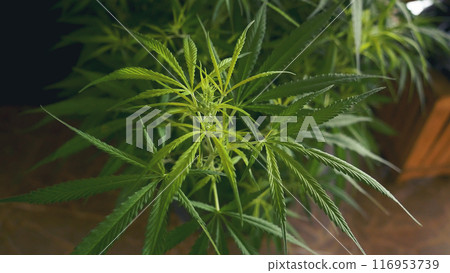 Green weed Marijuana tree cannabis plant narcotic herbal in CBC greenhouse. Hemp leaf made cannabis crude oil medicine farm. CBC, THC herb agriculture Weed leaf Drug. Medicine sustainability concept Green weed Marijuana tree cannabis plant narcotic herbal in CBC greenhouse. Hemp leaf made cannabis crude oil medicine farm. CBC, THC herb agriculture Weed leaf Drug. Medicine sustainability concept 116953739