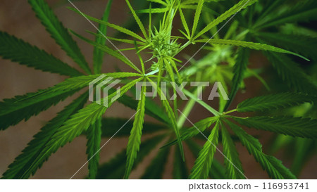 Green weed Marijuana tree cannabis plant narcotic herbal in CBC greenhouse. Hemp leaf made cannabis crude oil medicine farm. CBC, THC herb agriculture Weed leaf Drug. Medicine sustainability concept Green weed Marijuana tree cannabis plant narcotic herbal in CBC greenhouse. Hemp leaf made cannabis crude oil medicine farm. CBC, THC herb agriculture Weed leaf Drug. Medicine sustainability concept 116953741