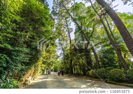 日本寒川城市景觀,相模國一宮寒川神社,美麗的綠色植物蔓延= 2020年7月21日 日本寒川城市景觀,相模國一宮寒川神社,美麗的綠色植物蔓延= 2020年7月21日 116953875