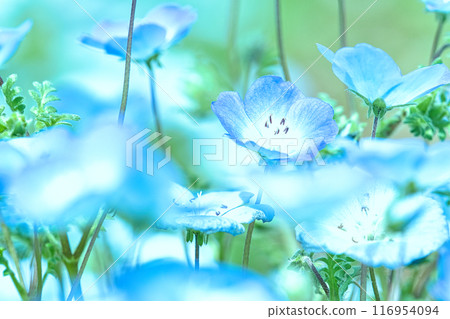 藍色粉蝶花 藍色粉蝶花 116954094