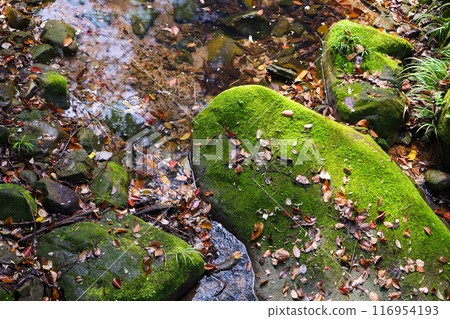 Autumn creek flowing through large rock 116954193