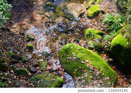 Autumn creek flowing through large rock Autumn creek flowing through large rock 116954195