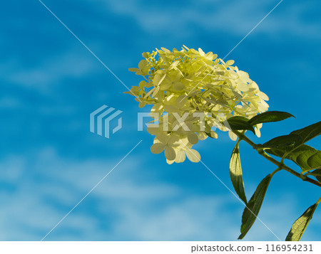 White hydrangea against the blue sky 116954231
