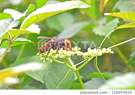 A small hornet sucking nectar from a Japanese knotweed 116954420
