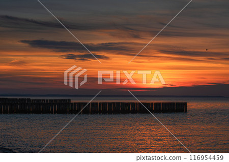 View of sand beach with wooden breakwaters on the Baltic Sea coast on sunset in Zelenogradsk. Russia 116954459