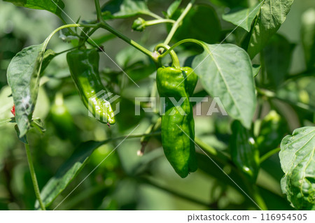 在領域的甜椒 116954505