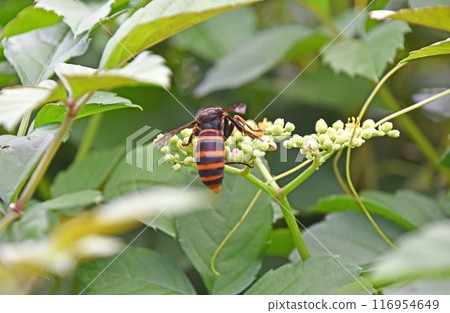 黃蜂從蚱蜢身上吸取花蜜 116954649