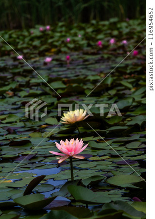 美麗的睡蓮花 美麗的睡蓮花 116954652