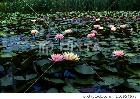 浮在水面上的睡蓮花 116954653