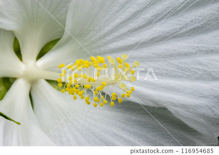 White titan bicus flower close-up White titan bicus flower close-up 116954685