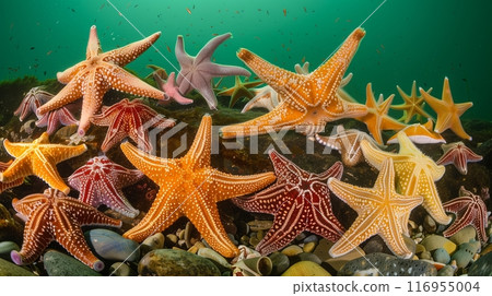 A dazzling array of starfish scatters across a rocky seabed, showcasing vibrant colors and shapes. 116955004
