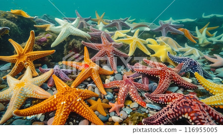 A dazzling array of starfish scatters across the rocky seabed, revealing vibrant colors and patterns. 116955005