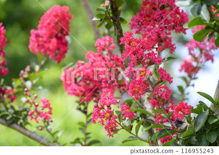 紫薇花 夏季花卉 圖像 紫薇花 夏季花卉 圖像 116955243