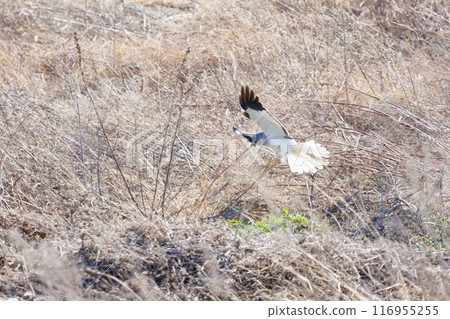 A beautiful northern harrier (Accipitridae) soaring over the reeds to hunt. Tone River riverbed, Gunma Prefecture - March 2024 116955255