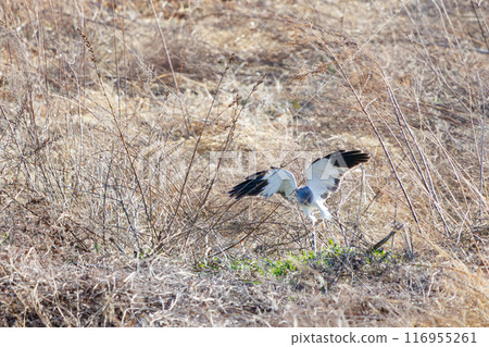 一隻美麗的灰鷹（鷹科）飛過蘆葦床去捕獵。群馬縣利根川河床 - 2024 年 3 月 116955261