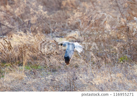 一隻美麗的灰鷹(鷹科)飛過蘆葦床去捕獵。群馬縣利根川河床 - 2024 年 3 月 一隻美麗的灰鷹(鷹科)飛過蘆葦床去捕獵。群馬縣利根川河床 - 2024 年 3 月 116955271