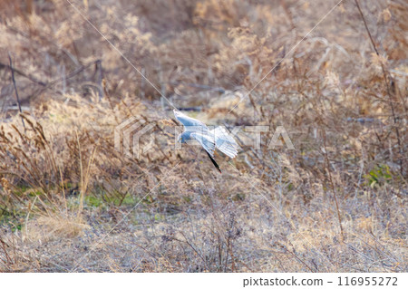 一隻美麗的灰鷹（鷹科）飛過蘆葦床去捕獵。群馬縣利根川河床 - 2024 年 3 月 116955272