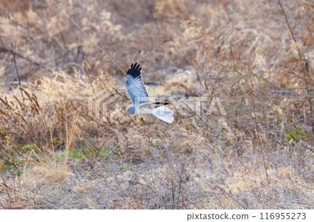 一隻美麗的灰鷹(鷹科)飛過蘆葦床去捕獵。群馬縣利根川河床 - 2024 年 3 月 一隻美麗的灰鷹(鷹科)飛過蘆葦床去捕獵。群馬縣利根川河床 - 2024 年 3 月 116955273