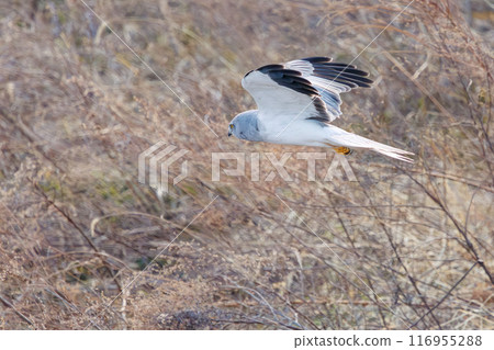 A beautiful northern harrier (Accipitridae) soaring over the reeds to hunt. Tone River riverbed, Gunma Prefecture - March 2024 116955288