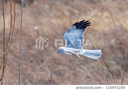 A beautiful northern harrier (Accipitridae) soaring over the reeds to hunt. Tone River riverbed, Gunma Prefecture - March 2024 A beautiful northern harrier (Accipitridae) soaring over the reeds to hunt. Tone River riverbed, Gunma Prefecture - March 2024 116955289