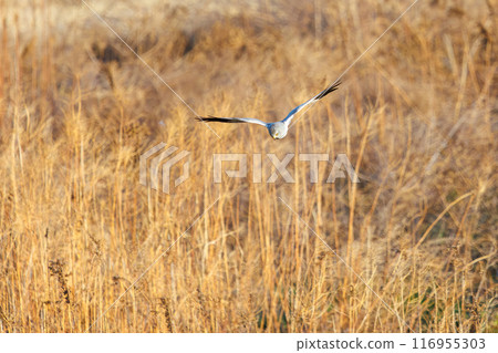 一隻美麗的灰鷹（鷹科）飛過蘆葦床去捕獵。群馬縣利根川河床 - 2024 年 3 月 116955303