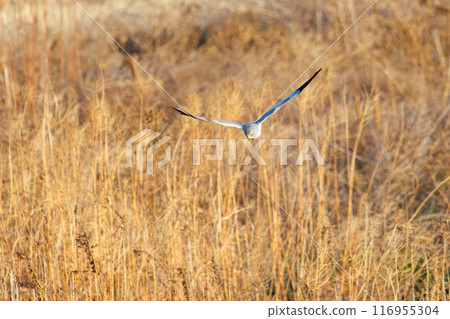 A beautiful northern harrier (Accipitridae) soaring over the reeds to hunt. Tone River riverbed, Gunma Prefecture - March 2024 116955304