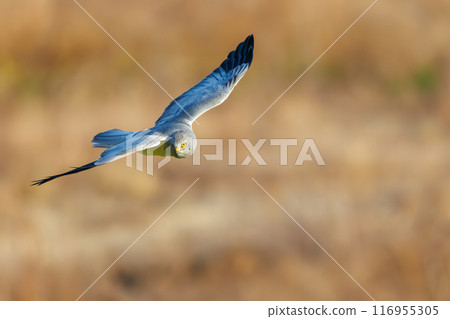 一隻美麗的灰鷹（鷹科）飛過蘆葦床去捕獵。群馬縣利根川河床 - 2024 年 3 月 116955305