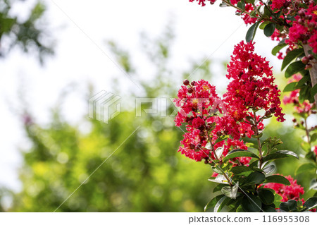Crape myrtle flower summer flower image 116955308