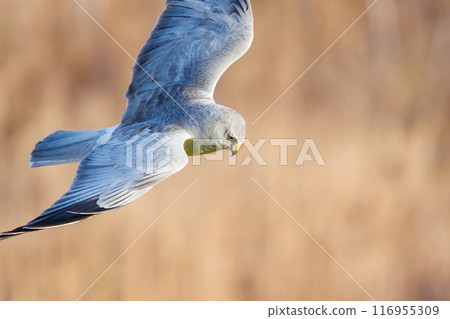 一隻美麗的灰鷹（鷹科）飛過蘆葦床去捕獵。群馬縣利根川河床 - 2024 年 3 月 116955309