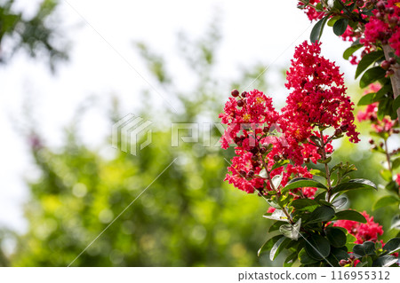 Crape myrtle flower summer flower image 116955312