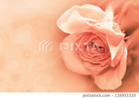 Stylish rose flower art in classic peach pink tones (retro painting style retouched and color processed material) 116955320
