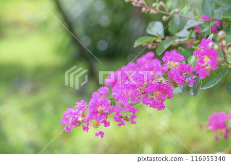 Crape myrtle flower summer flower image 116955340