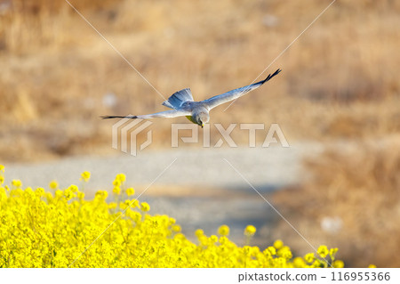 A beautiful northern harrier (Accipitridae) soaring over a rapeseed field to hunt. Tone River riverbed, Gunma Prefecture - March 2024 116955366