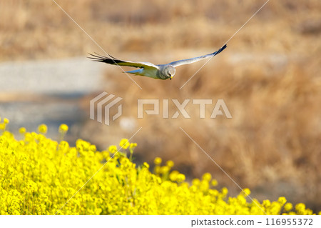 A beautiful northern harrier (Accipitridae) soaring over a rapeseed field to hunt. Tone River riverbed, Gunma Prefecture - March 2024 116955372