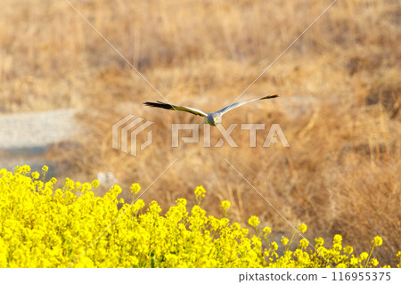 一隻美麗的灰鶯（鷹科）飛過油菜花田去捕獵。群馬縣利根川河床 - 2024 年 3 月 116955375