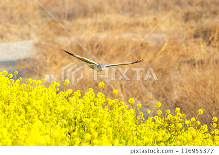 A beautiful northern harrier (Accipitridae) soaring over a rapeseed field to hunt. Tone River riverbed, Gunma Prefecture - March 2024 116955377