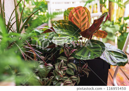 close-up leaves tropical plant calathea in raindrops in rays sun 116955450