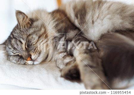 portrait sleeping fluffy gray cat 116955454