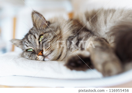 portrait sleeping fluffy gray cat 116955456