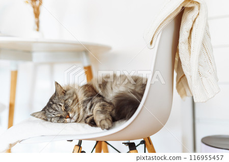 portrait sleeping fluffy gray cat portrait sleeping fluffy gray cat 116955457