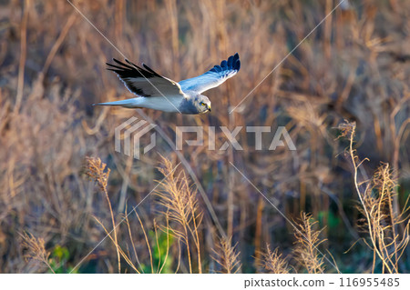 A beautiful northern harrier (Accipitridae) soaring over the reeds to hunt. Tone River riverbed, Gunma Prefecture - March 2024 116955485