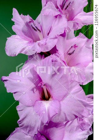 Blooming pink gladiolus on a green background Blooming pink gladiolus on a green background 116955674