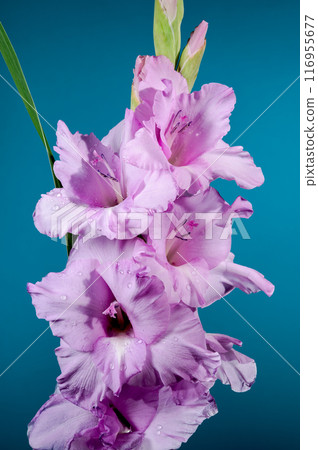 Blooming pink gladiolus on a blue background Blooming pink gladiolus on a blue background 116955677
