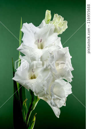 Blooming white gladiolus on a green background Blooming white gladiolus on a green background 116955688