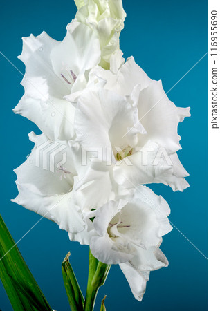 Blooming white gladiolus on a blue background Blooming white gladiolus on a blue background 116955690