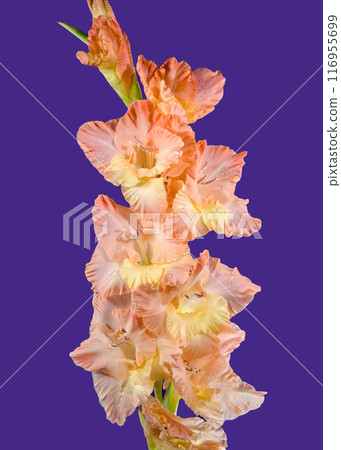 Blooming gladiolus kissy ruffle on a purple background Blooming gladiolus kissy ruffle on a purple background 116955699