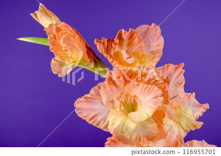 Blooming gladiolus kissy ruffle on a purple background Blooming gladiolus kissy ruffle on a purple background 116955701